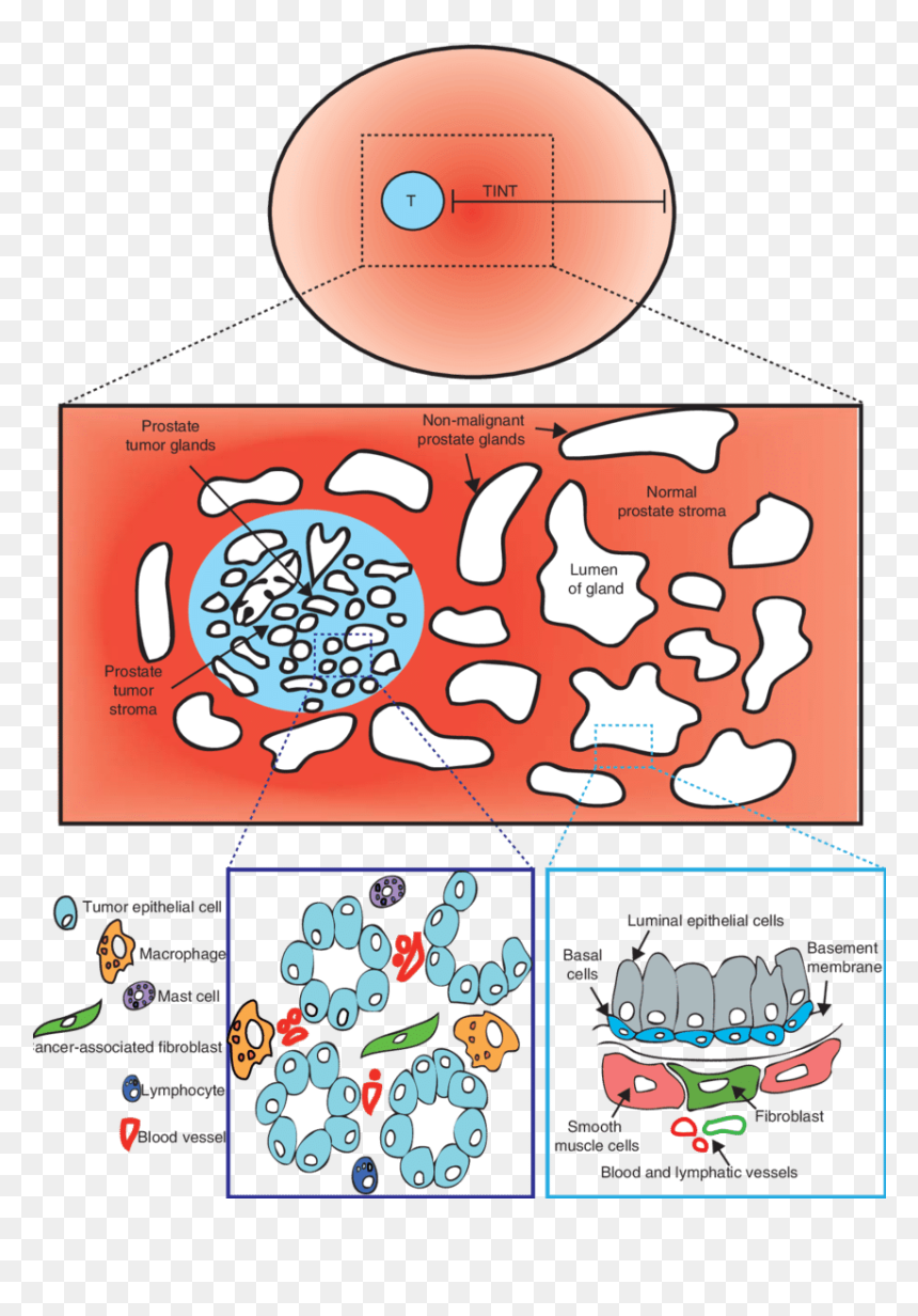 Transparent Animal Cell Clipart - Cartoon, HD Png Download - animal cell png