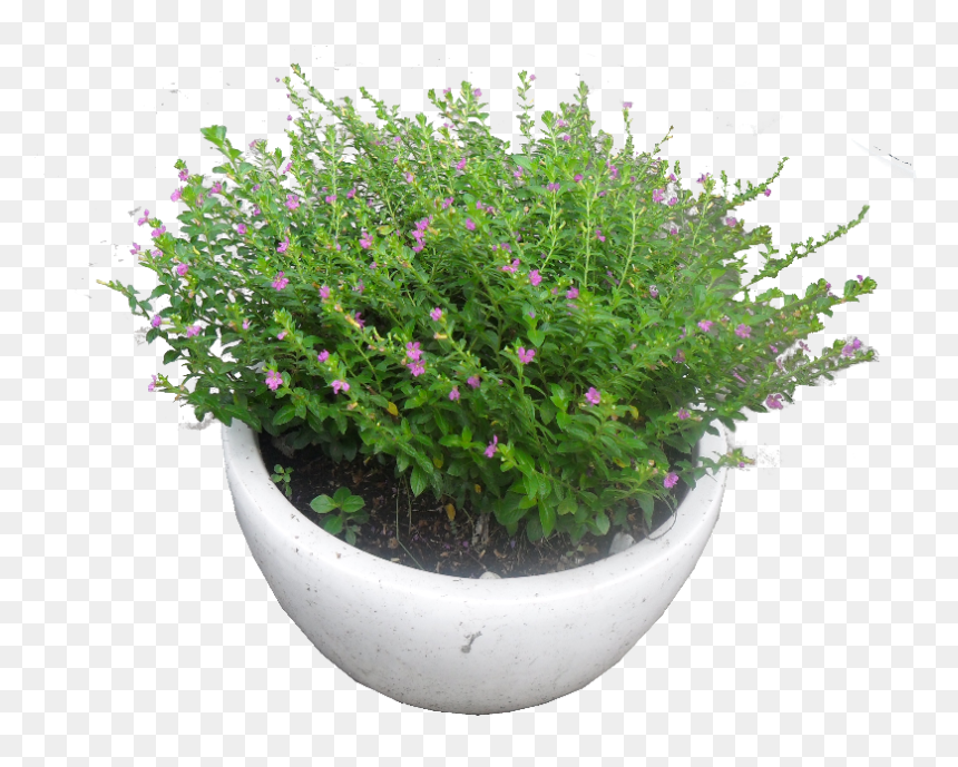 Cây Cẩm Tú Mai - Cây Cẩm Tú Mai Png, Transparent Png - hoa mai png