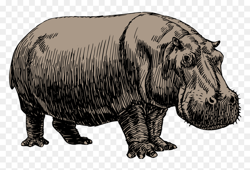 Sketch Hippopotamus Drawing, HD Png Download - fat person png