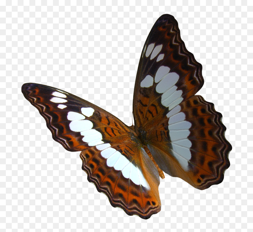 Swarm Of Postman Butterflies - Postman Butterfly Transparent Background, HD Png Download - flying butterfly png