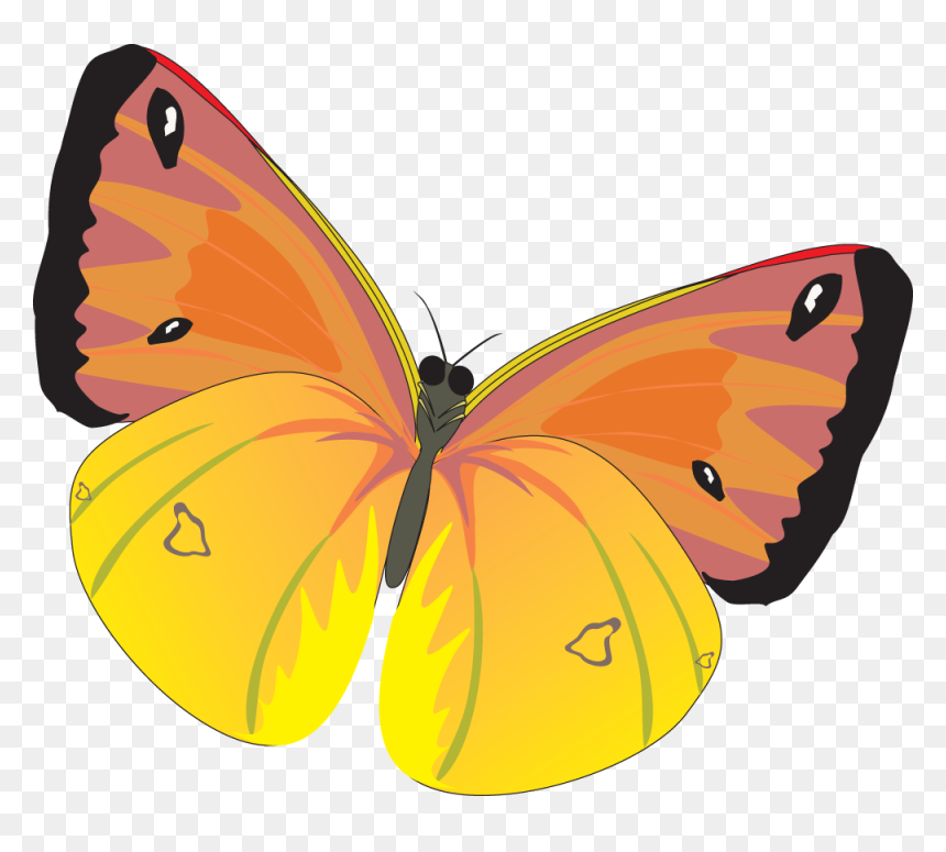 Butterfly Png Image - Бабочки Картинки Пнг, Transparent Png - flying butterfly png