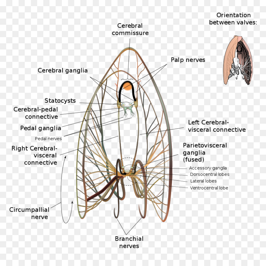 Scallop Neurological Diagram - Nervous System Of Tilapia, HD Png Download - scallop circle png