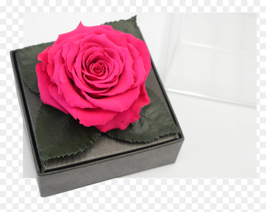 Garden Roses, HD Png Download - dead flowers png