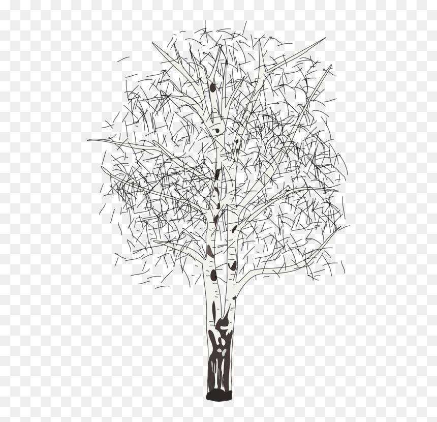 Line Art,plant,flora - Silver Birch Tree Clipart, HD Png Download - leafless tree png