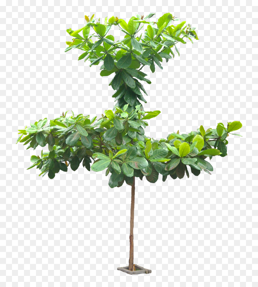 Terminalia Catappa Tree Png, Transparent Png - leafless tree png