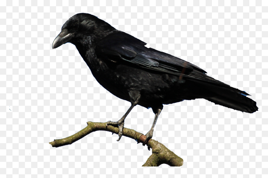 Raven Feather Png, Transparent Png - raven feather png