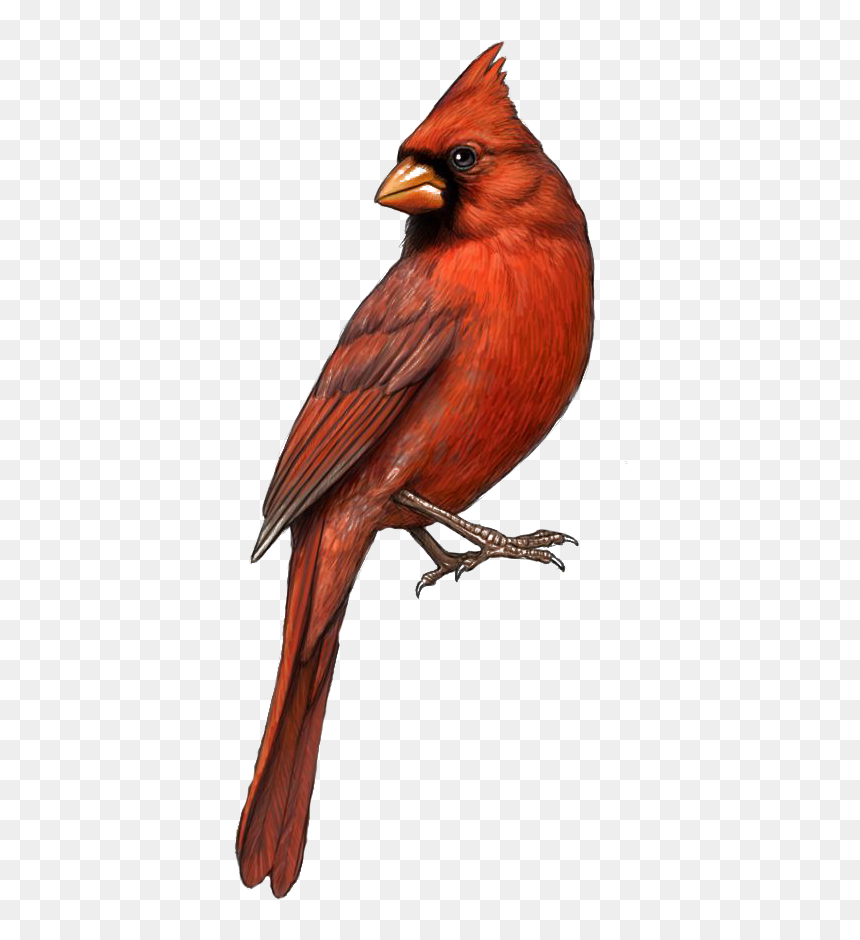 St Louis Cardinals Northern Drawing Clip Art - Transparent Background Cardinal Png, Png Download - st louis cardinals png