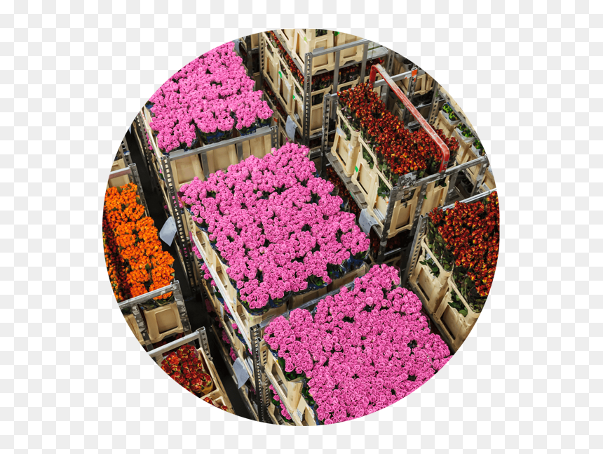 Caisse De Roses Exportation, HD Png Download - flower arrangement png