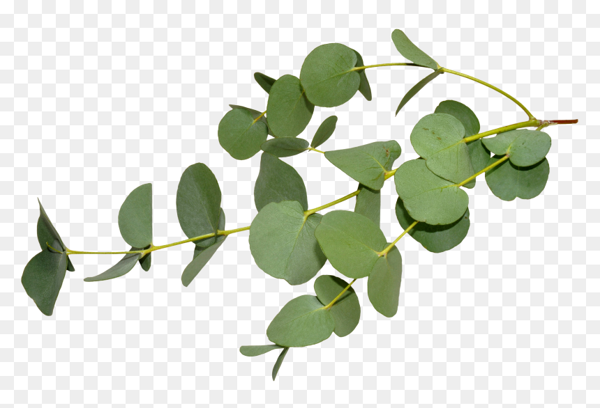Eucalyptus Leaf, HD Png Download - tree branches with leaves png