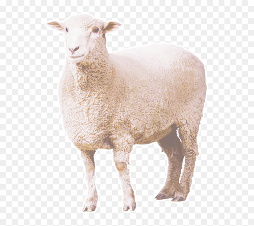 Curly Sheep Png Download - Sheep Png, Transparent Png - eid ul adha png