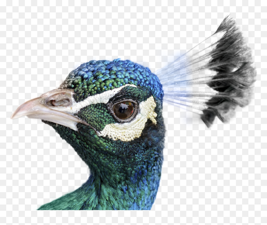 Peacock Png, Transparent Png - peacock png image