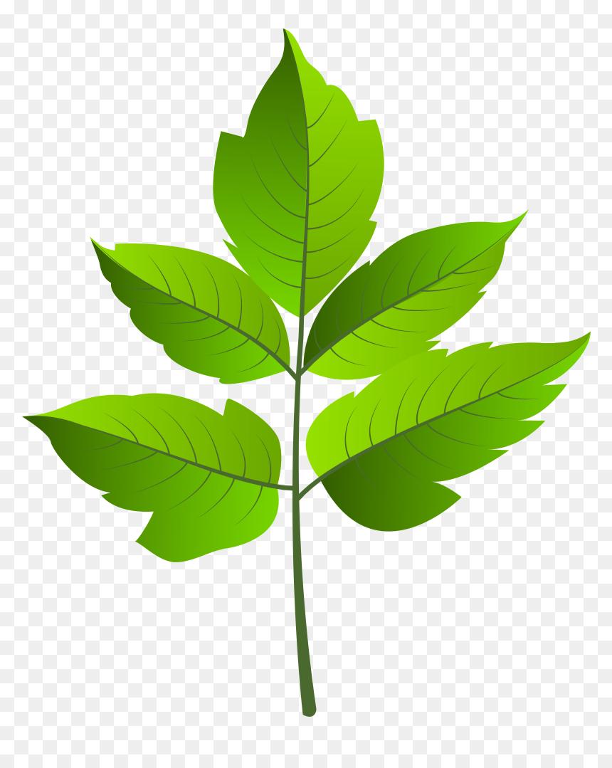 Leaf Green Png Clip Ar, Transparent Png - tree branches with leaves png