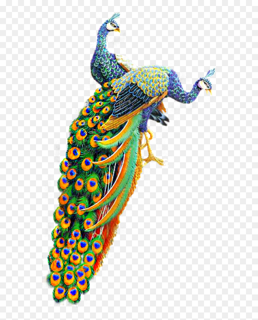 Tubes Oiseaux Feeriques Photoshop, Vtáky, Fantasy, - Peacock Png, Transparent Png - peacock png image