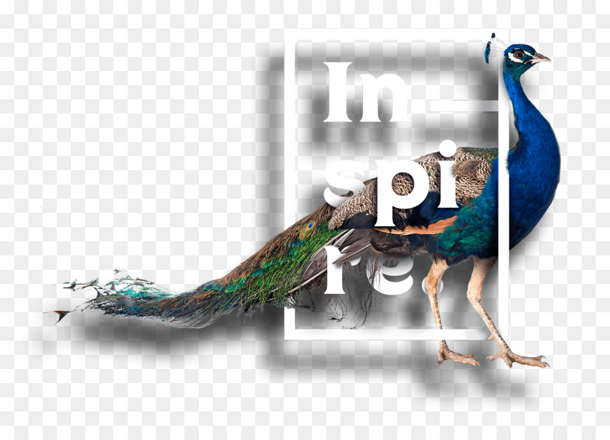 Peafowl, HD Png Download - peacock png image