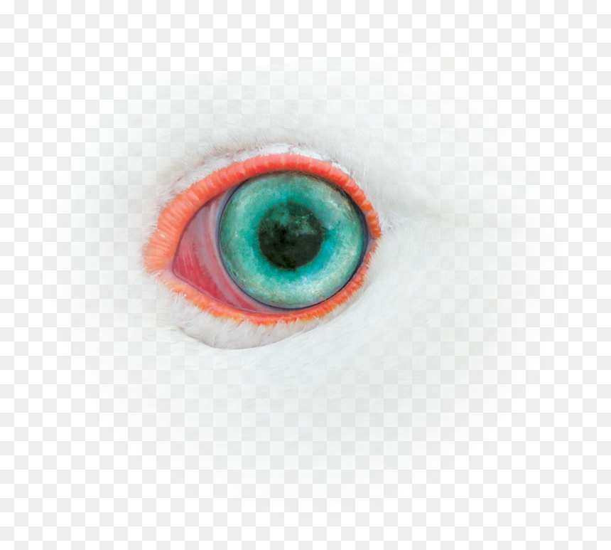 Moon Goose - Sketch, HD Png Download - arthur fist png