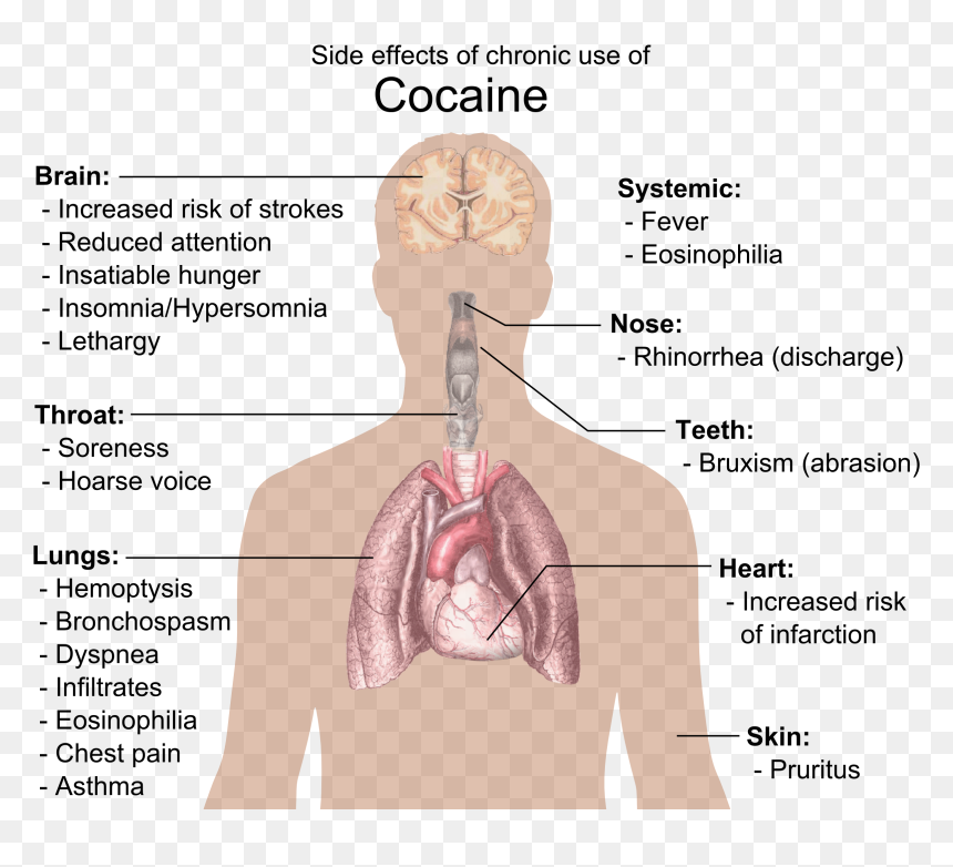 Kidney On Body Diagram, HD Png Download - cocain png