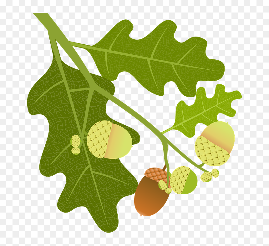 Oak, Acorns, Branch, Leaves, Nature, Tree, Tree Fruit - Foglie Quercia Png, Transparent Png - tree branch with leaves png