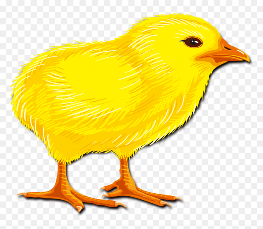 Hair Chicken Rooster Chick Transprent Png Free - Chicken, Transparent Png - chicks png
