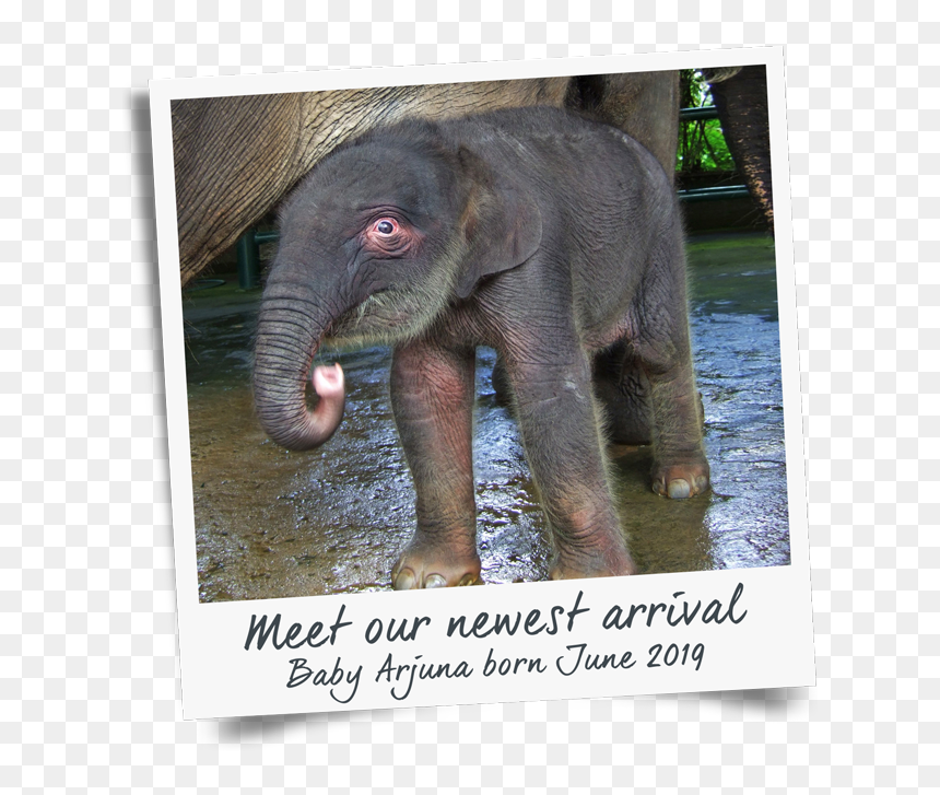 Indian Elephant, HD Png Download - indian baby png