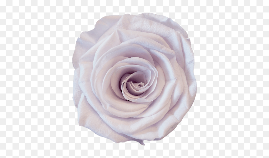 Lavender - Garden Roses, HD Png Download - flower top view png