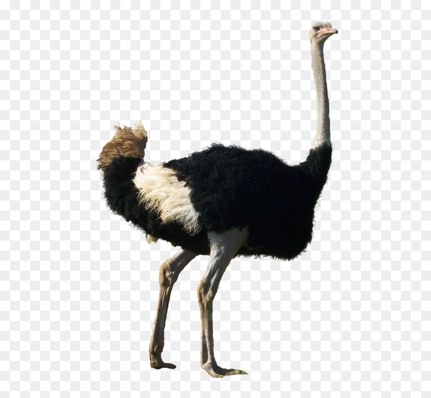 Ostrich Transparent Background - Omnivorous Animals Png, Png Download - chicks png
