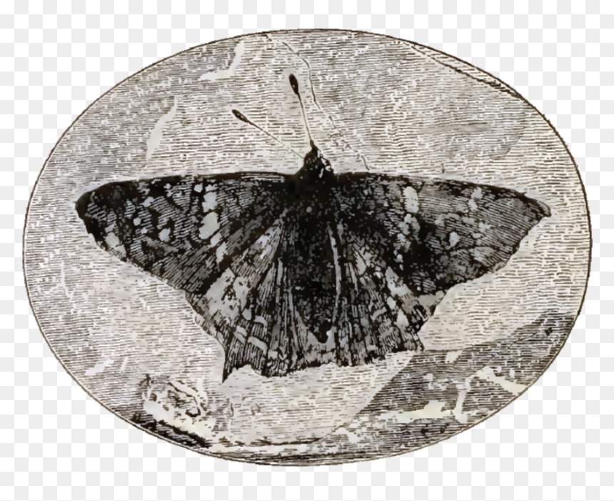 Prodryas Persephone, HD Png Download - butterflies swarm png