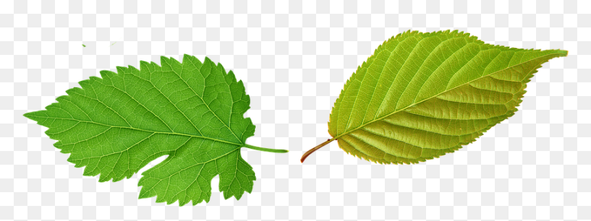 Siberian-elm - Green Sheet Png, Transparent Png - tulsi tree png