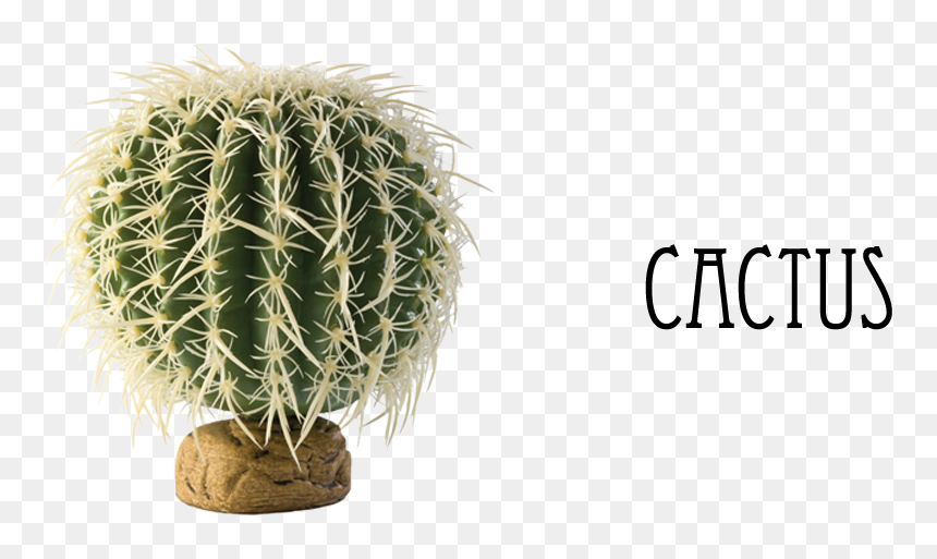 10 - Mammillaria Png, Transparent Png - tulsi tree png