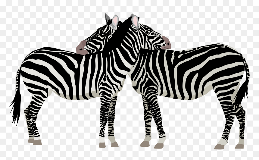 Clipart Zebra Family - Zebras Clipart, HD Png Download - zebra png images