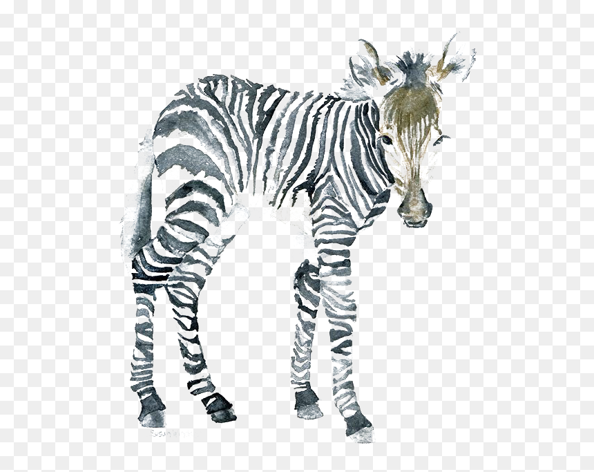 Zebra Watercolor Png, Transparent Png - zebra png images