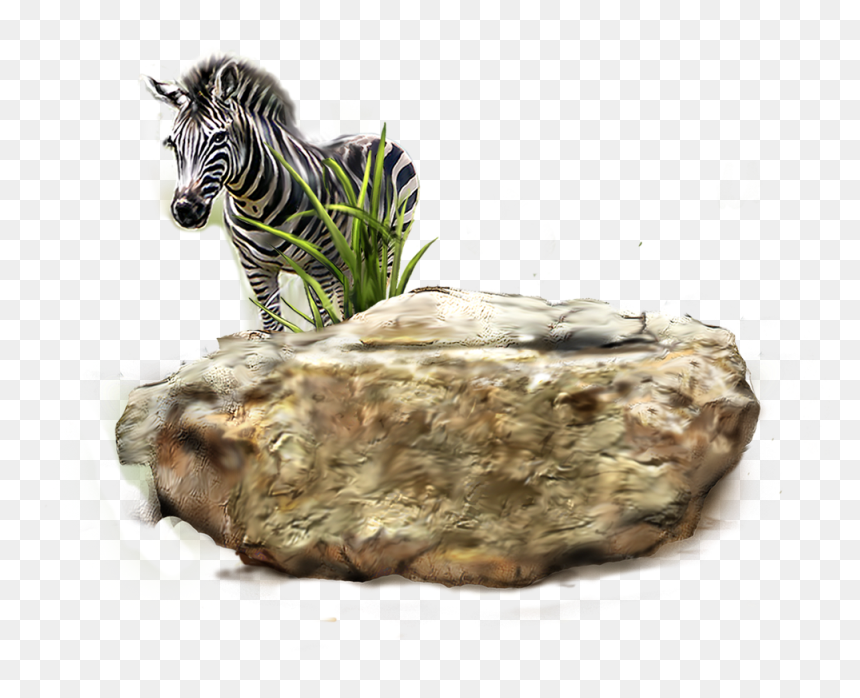 Transparent Background Cheetah Png, Png Download - zebra png images