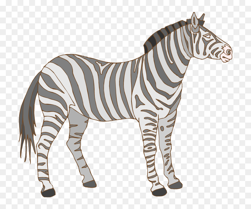 Free Zebra Clipart - Zebra Flashcard, HD Png Download - zebra png images