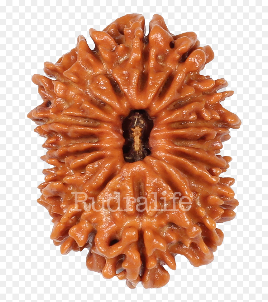 Sixteen Mukhi Rudraksha Rudraksha - Chocolate Cake, HD Png Download - sri rama images png