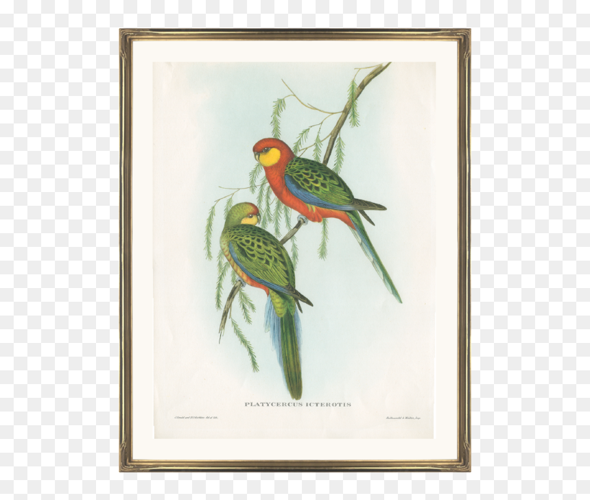 John Gould Birds Of Australia Lithograph, HD Png Download - green parrot png