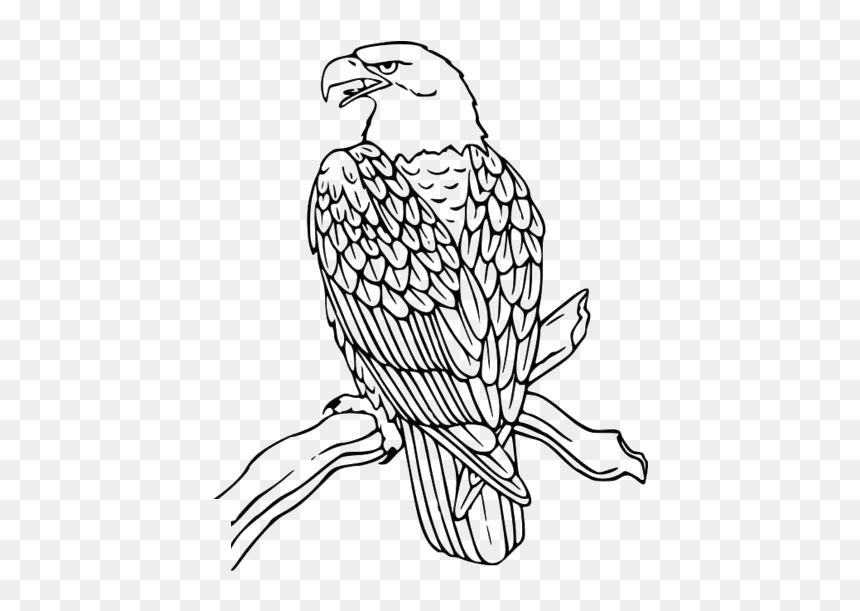 Eagle Drawings Png Transparent Images, Png Download - eagle png hd