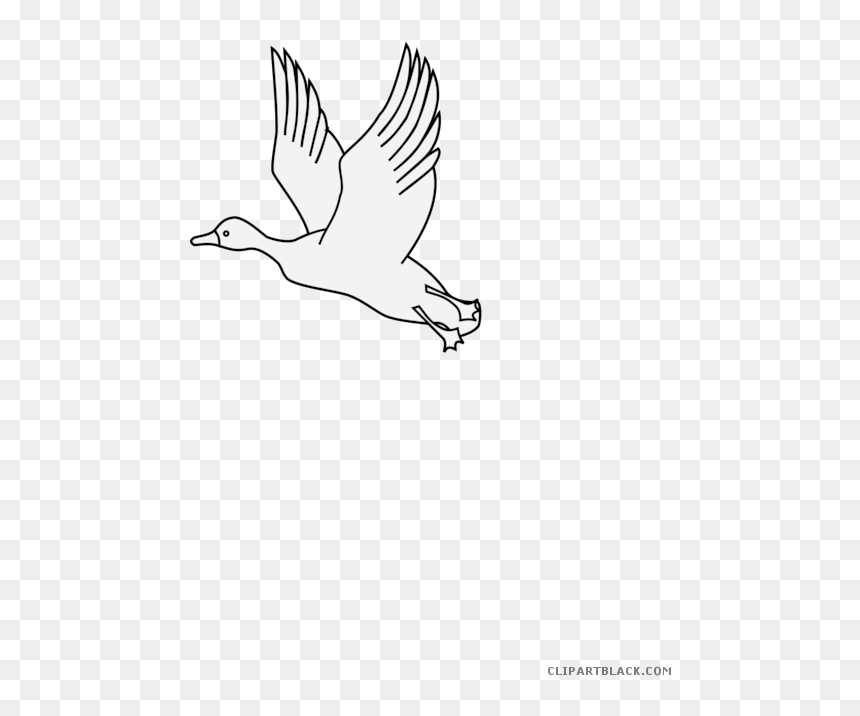 Flying Duck Animal Free - Seabird, HD Png Download - white duck png