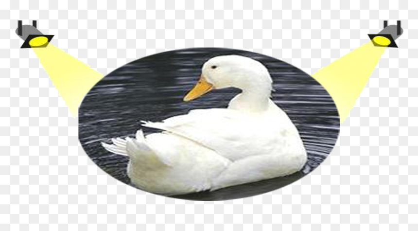 White Pekin Duck, HD Png Download - white duck png