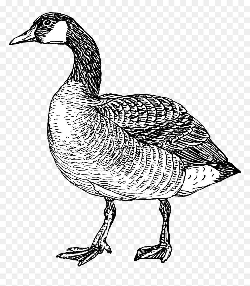 Goose - Canada Goose Black And White, HD Png Download - white duck png