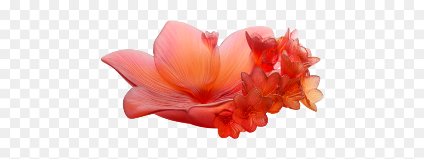 Hibiscus, HD Png Download - ik onkar png