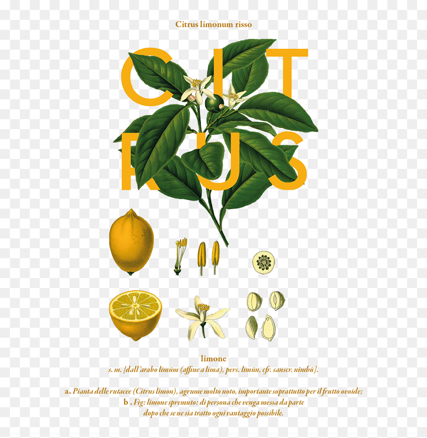 The Creative Garden By Rachel Verrengia, Via Behance - Citrus Limonum Risso Poster, HD Png Download - nimbu png