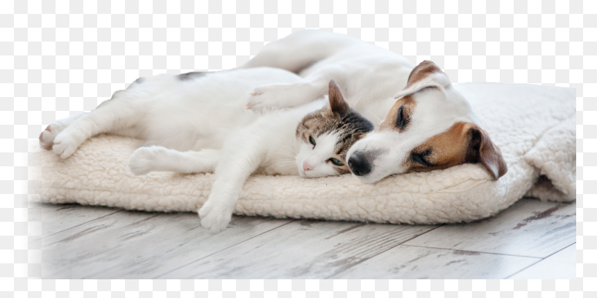 Mean Dog Png -dog And Cat Cuddling On Bed - Relationship Between Cats And Dog, Transparent Png - dog png hd