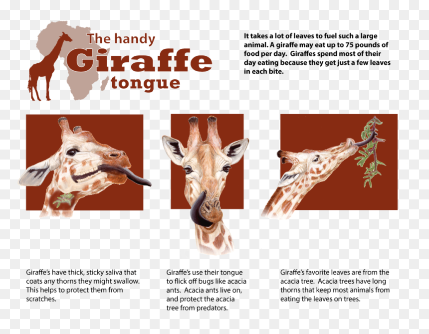 Tongue , Png Download - Liffey Meats, Transparent Png - long tongue png