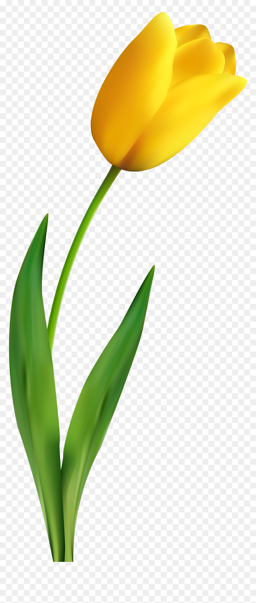 Transparent Yellow Banner Png - Tulip Flowers Transparent Background, Png Download - yellow green background png
