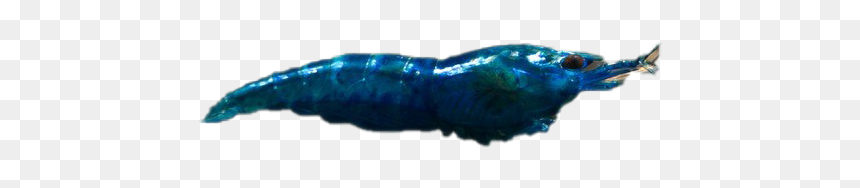 Blue Shrimp Png Image Background - Invertebrate, Transparent Png - background png files