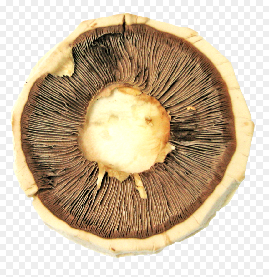 Russula Integra, HD Png Download - mushroom png