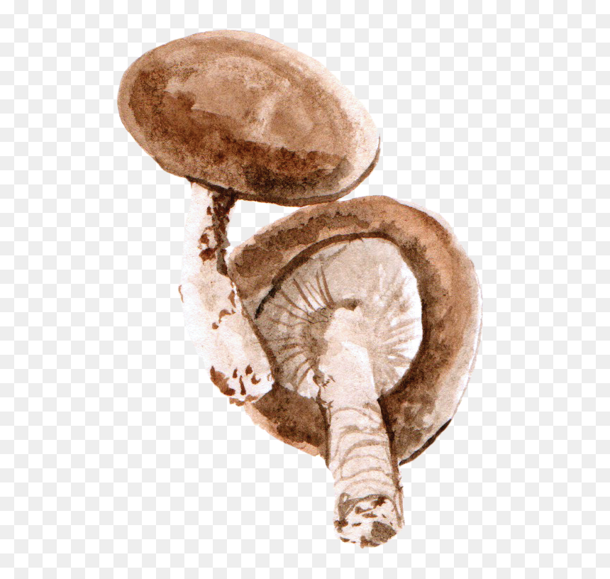 Mushroom Watercolor Png, Transparent Png - mushroom png