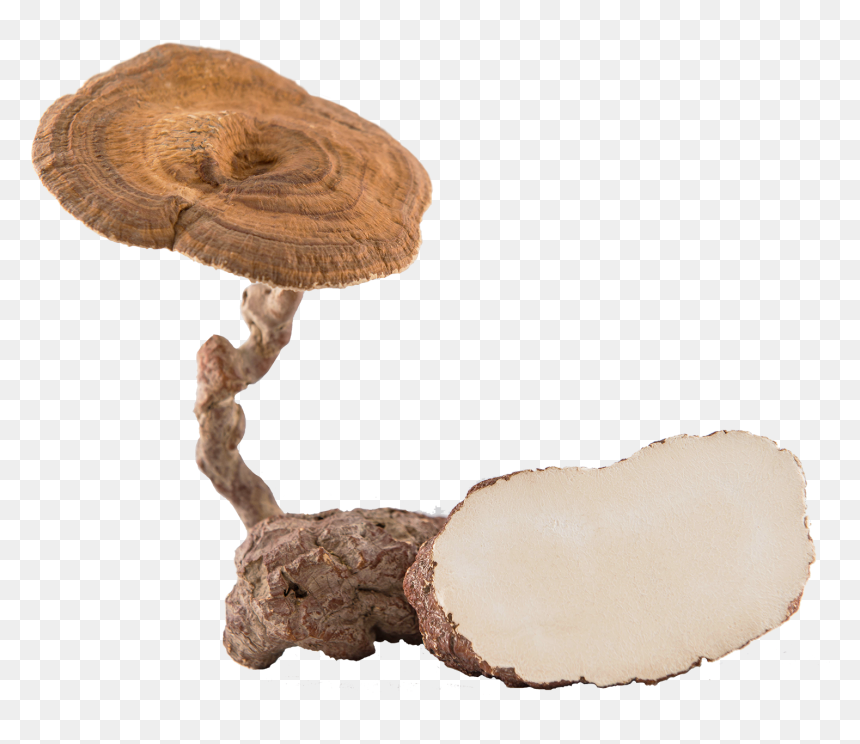 Tiger Milk Mushroom Benefit, HD Png Download - mushroom png