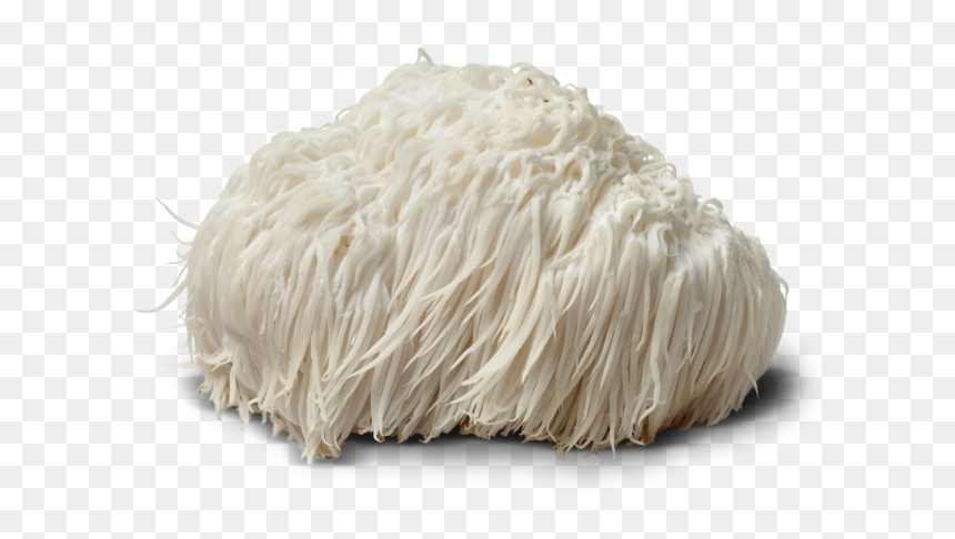 Lions Mane Bioactive Compound, HD Png Download - mushroom png
