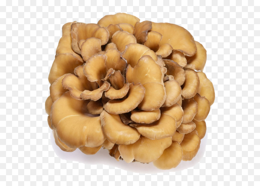 Health Mushrooms, HD Png Download - mushroom png