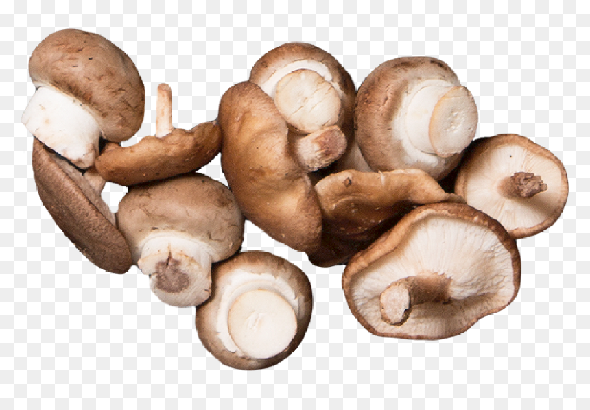 Shiitake, HD Png Download - mushroom png
